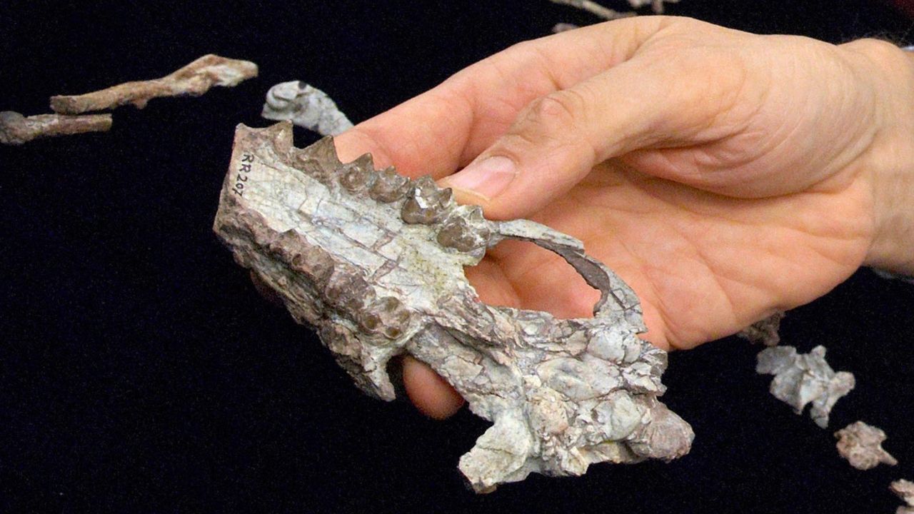 Fossili del Po raccontano 200.000 anni di cambiamenti climatici