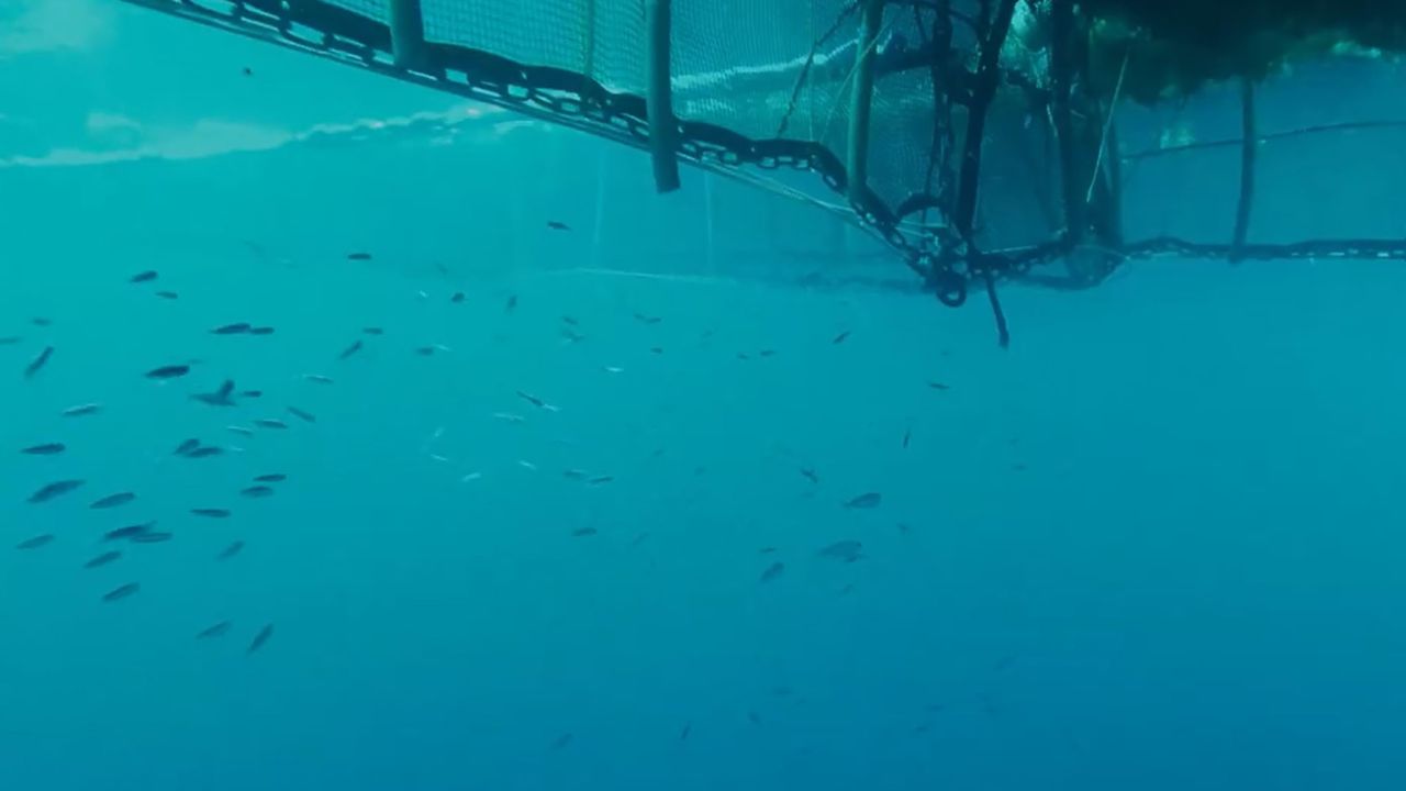 Mar Baltico: alghe preistoriche risvegliate dopo 7mila anni