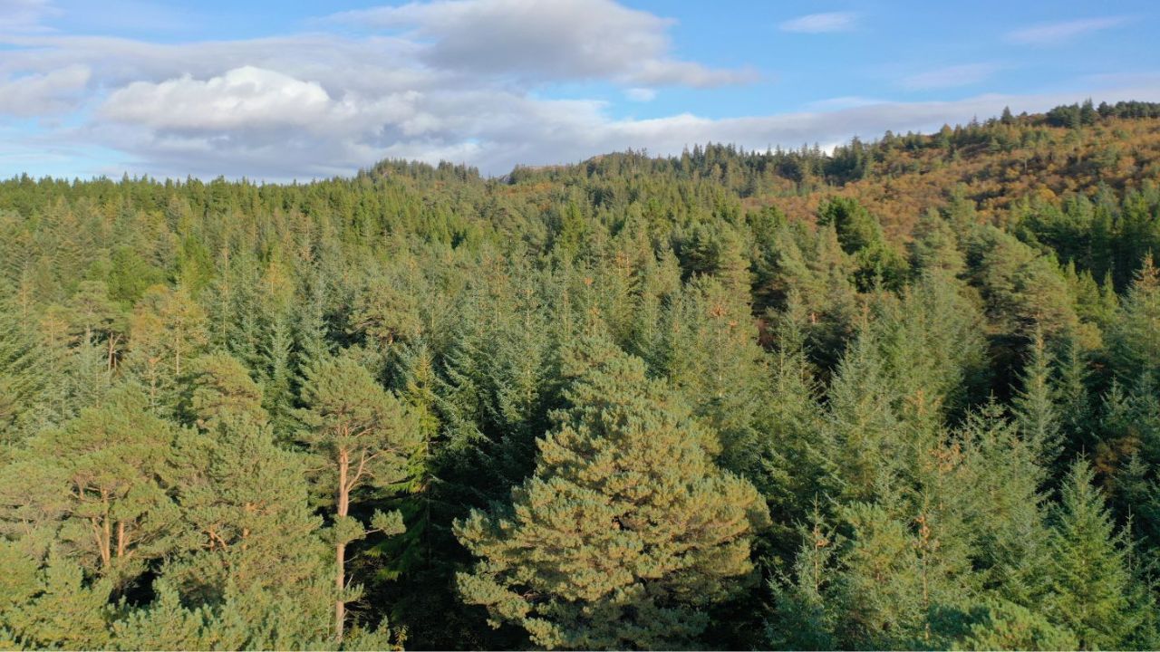 Foresta anticipa l’eclissi solare: scoperta italiana spiega le modalità