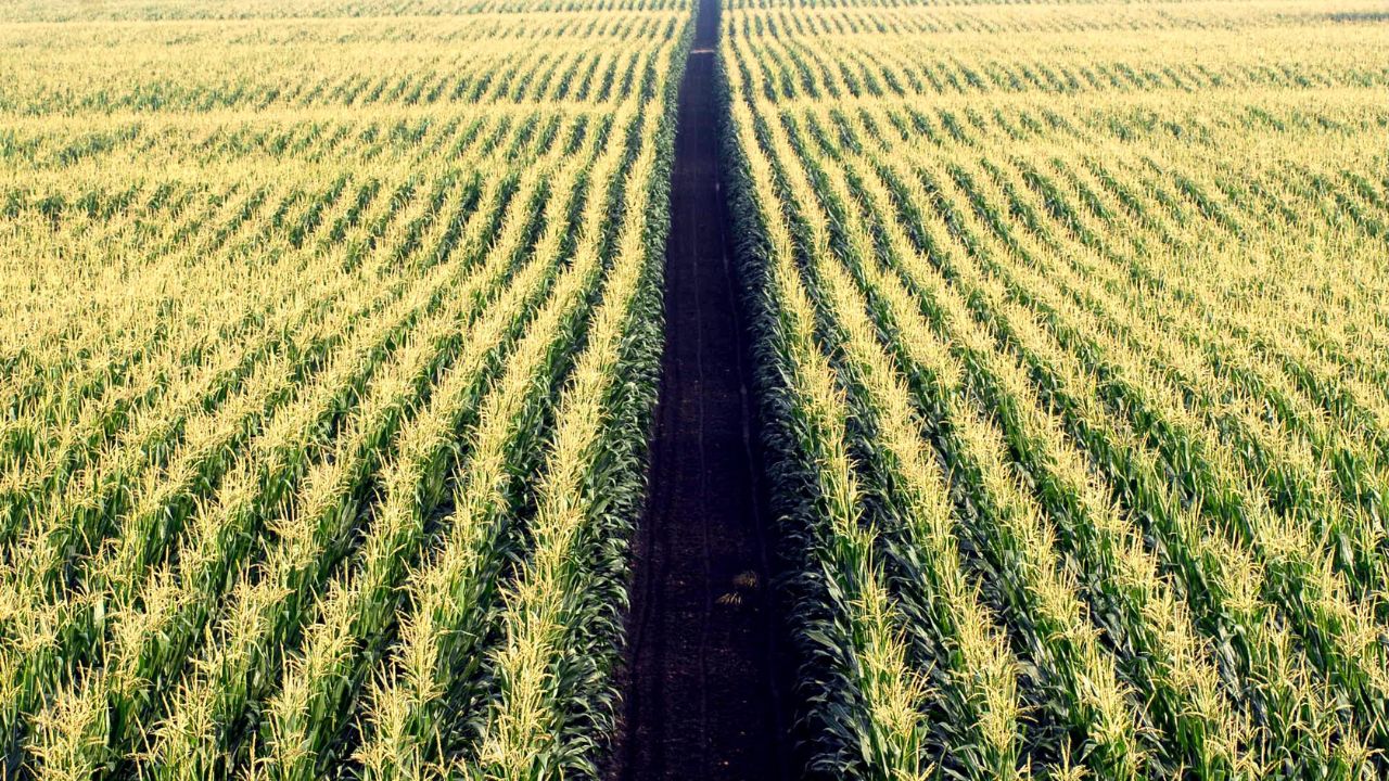 La produzione agricola potrebbe ridursi fino al 35% entro il 2050