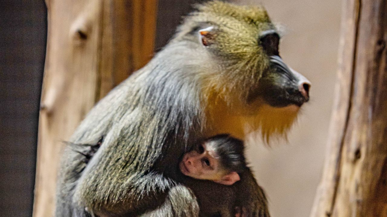 Giornata mondiale della Biodiversità 2025