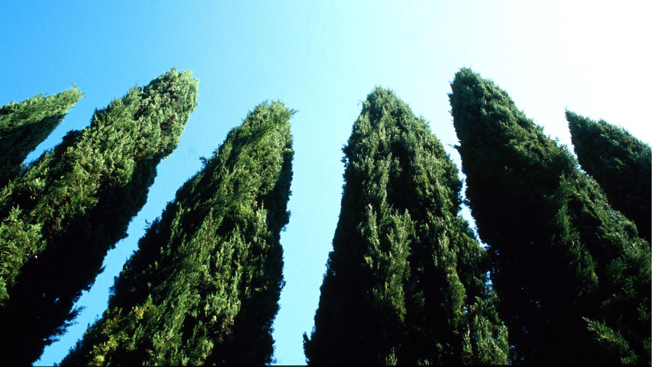 Georgia: scoperta una foresta fossile con tracce di antichi cataclismi