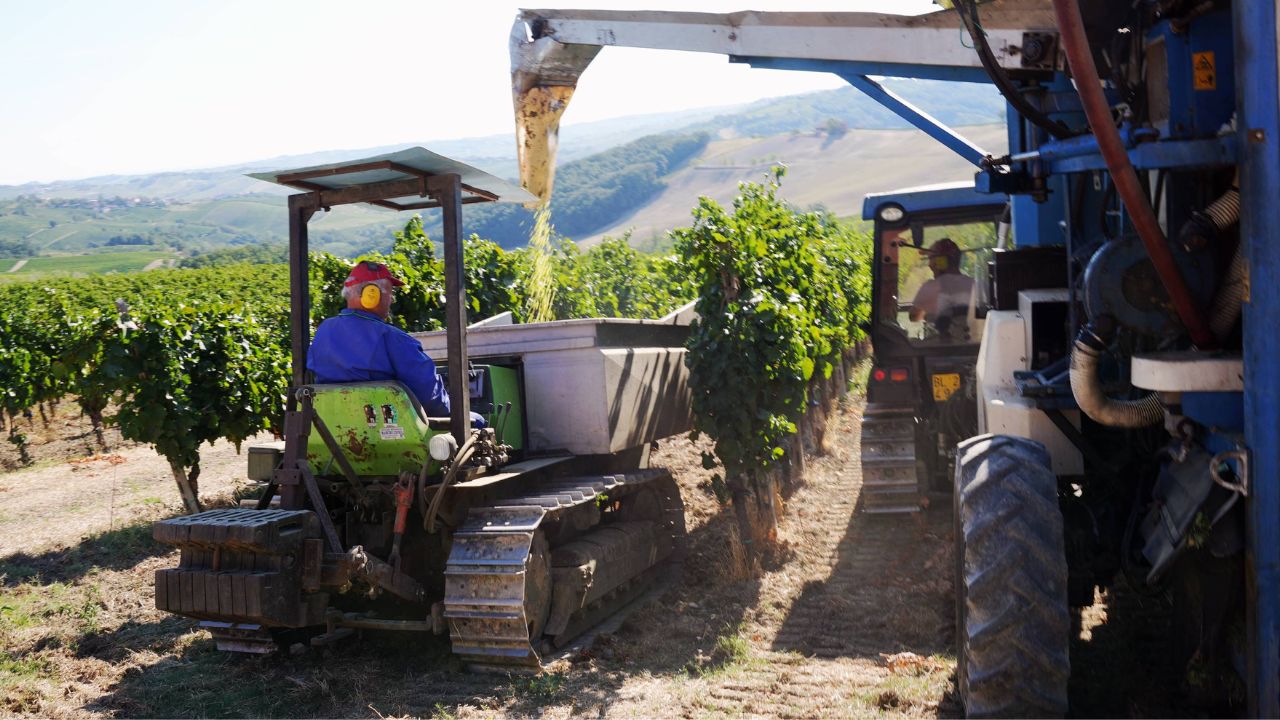 Viticoltura hi-tech: con l’IA fino al 73% in meno di fitosanitari nei vigneti