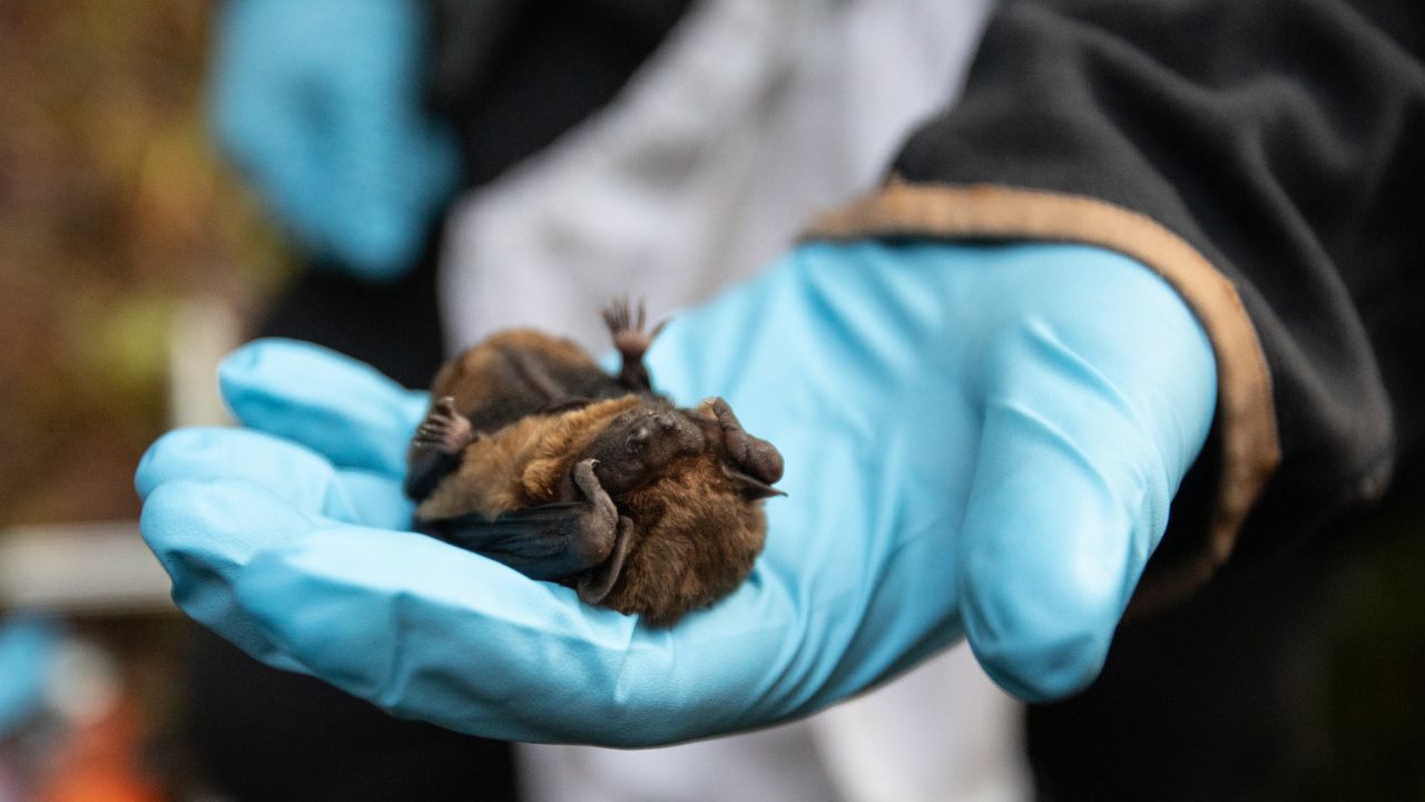 Colonia di pipistrelli alla centrale di Tel, 330 esemplari adulti e 45 nuovi nati