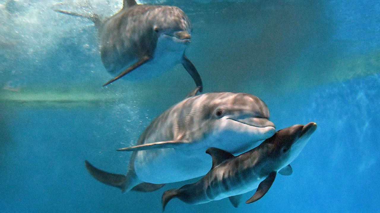 Canyon di Caprera, oasi nascosta di cetacei nel Mediterraneo