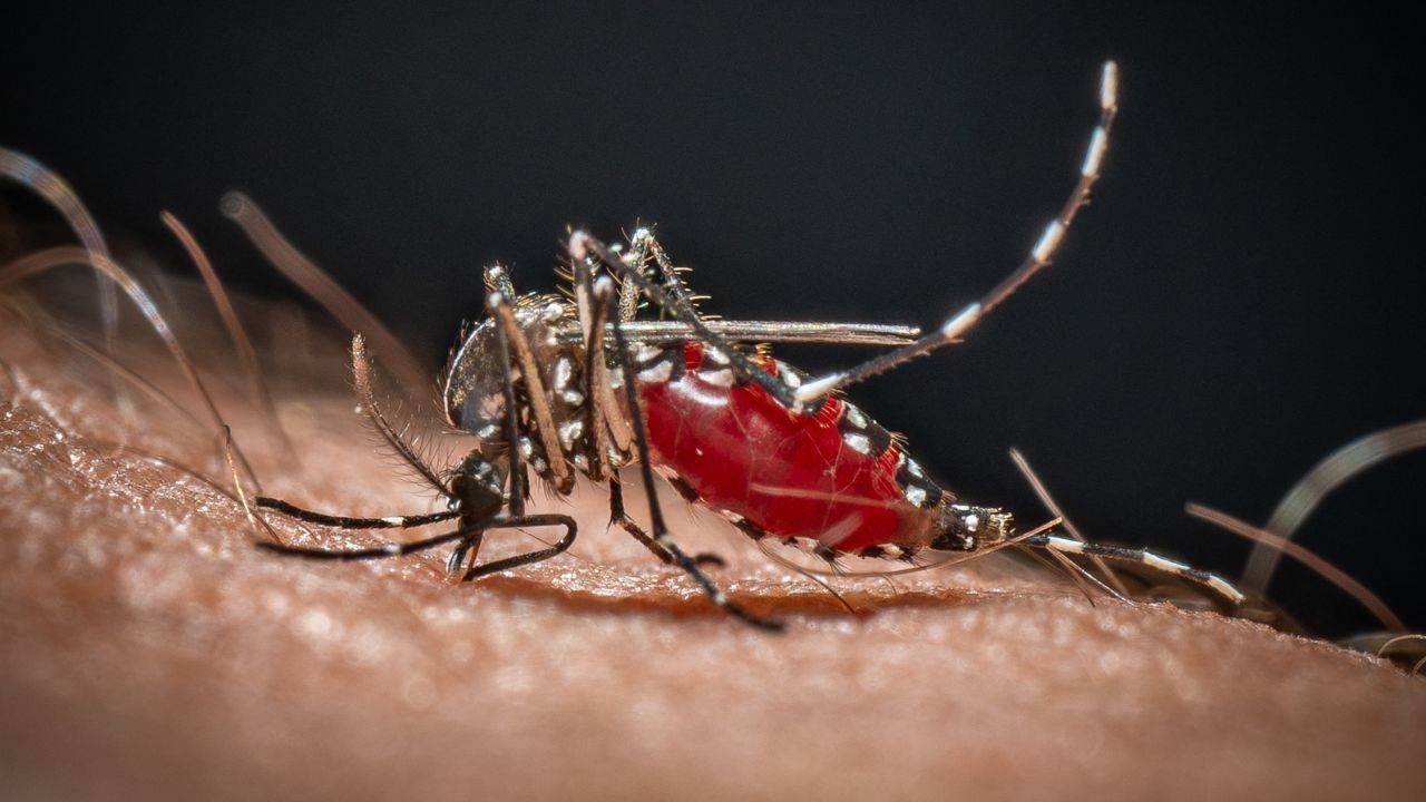Dengue e chikungunya, Italia sempre più a rischio: lo conferma uno studio
