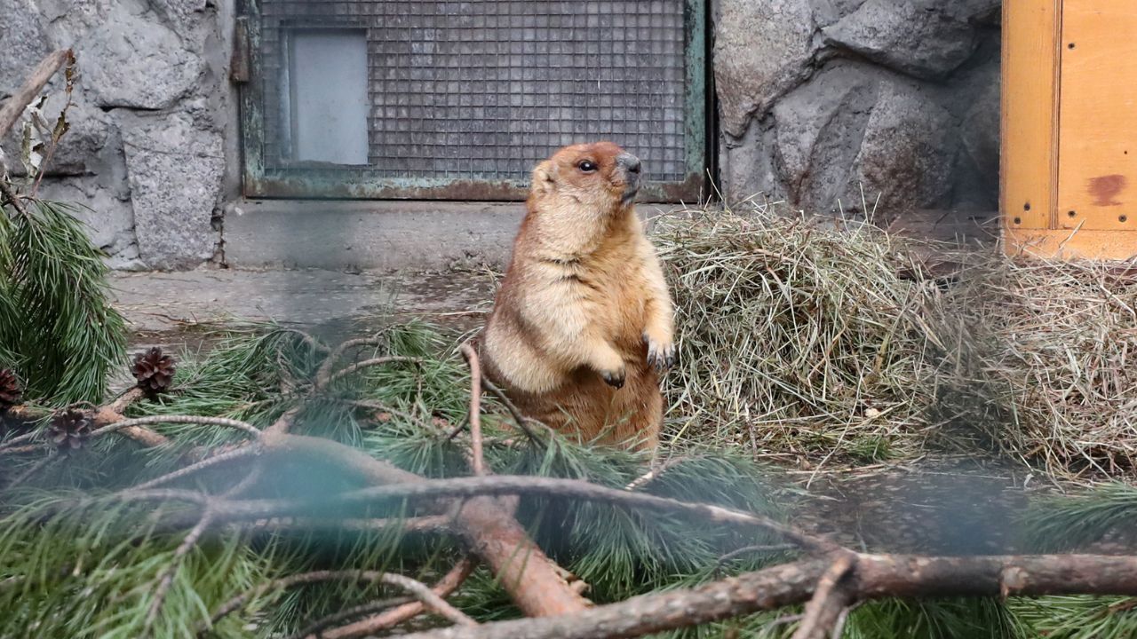 Svizzera, marmotte ‘traslocano’ più in alto per il troppo caldo