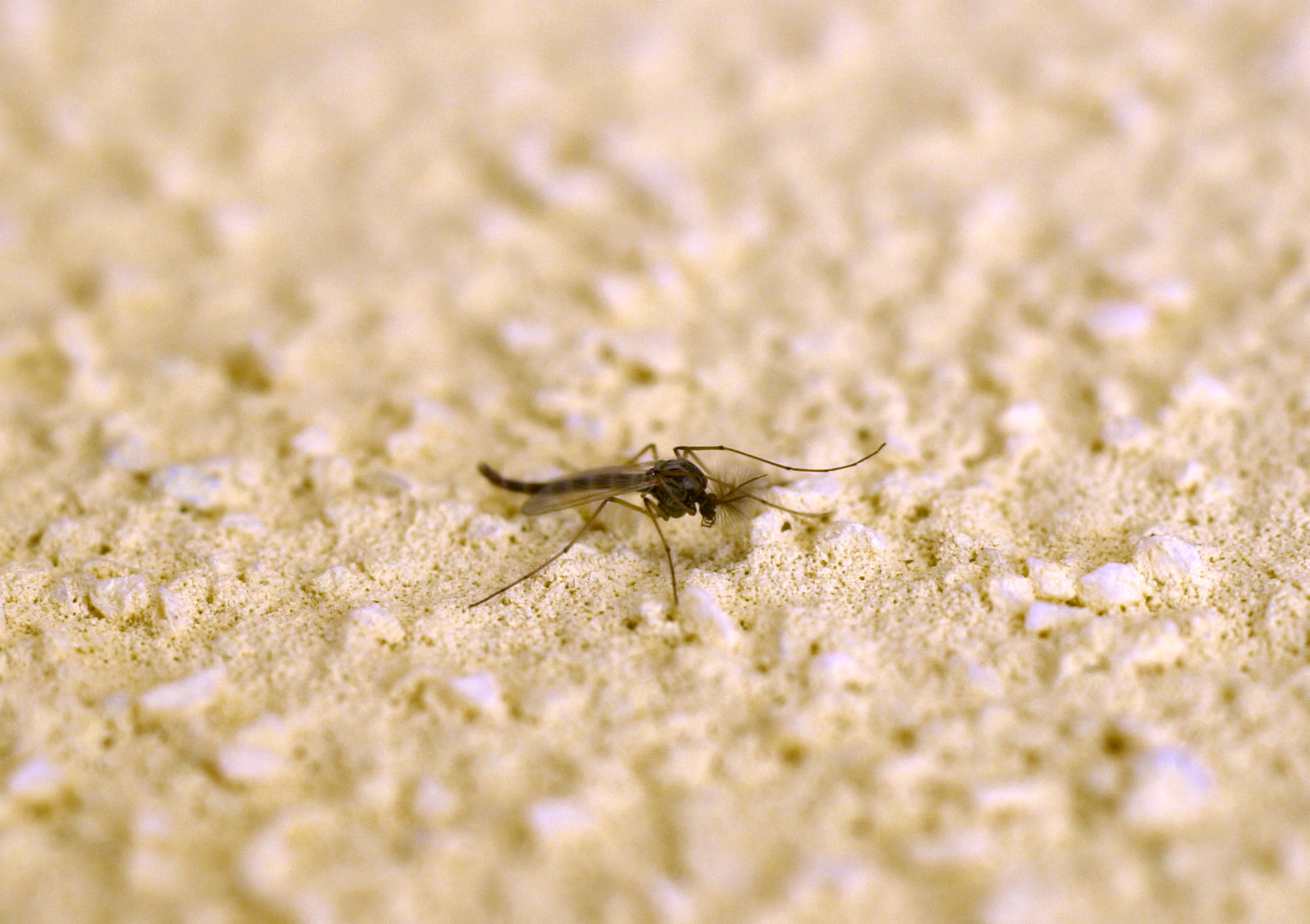 West Nile, primi casi autoctoni nel Lazio: due contagi a Latina, attivata la cabina di regia regionale