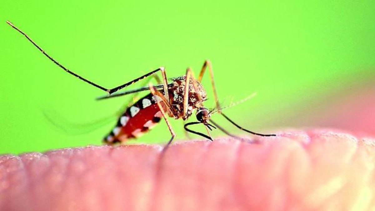 West Nile, 7 morti in Italia: cosa occorre sapere sul virus delle zanzare che preoccupa gli ospedali