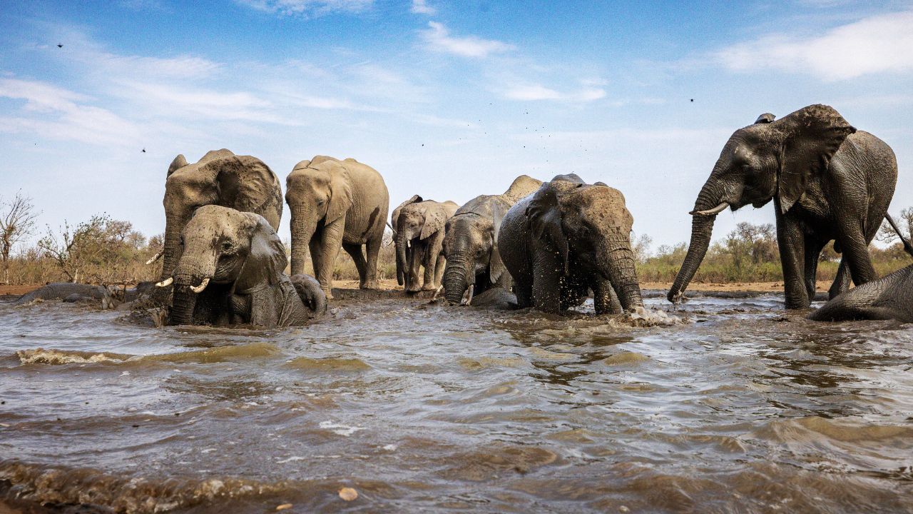 Dall’Africa all’Asia, gli elefanti stanno diventando una specie in pericolo