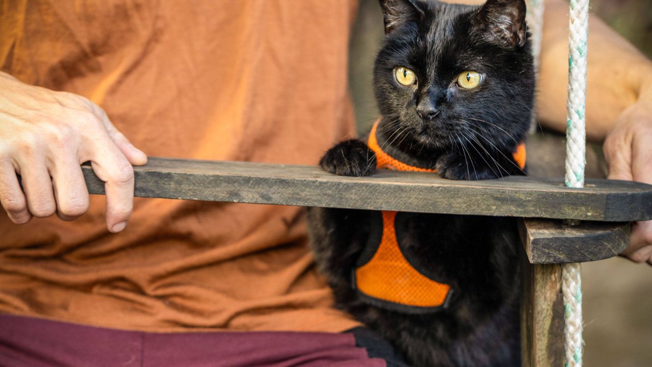 Cani e gatti, figli a quattro zampe: tra lettiere smart, hotel di lusso e social l’industria dei pet vola a 430 miliardi
