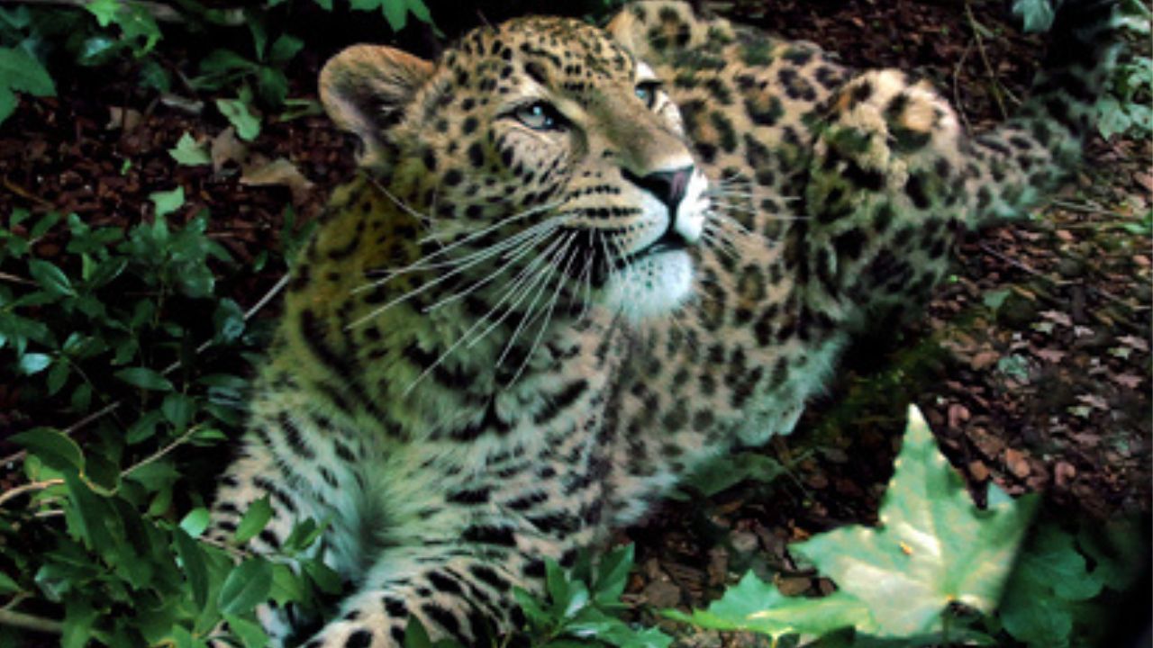Banca del Fucino entra nella Fondazione Bioparco di Roma per promuovere la tutela della biodiversità, l’educazione ambientale e la ricerca scientifica