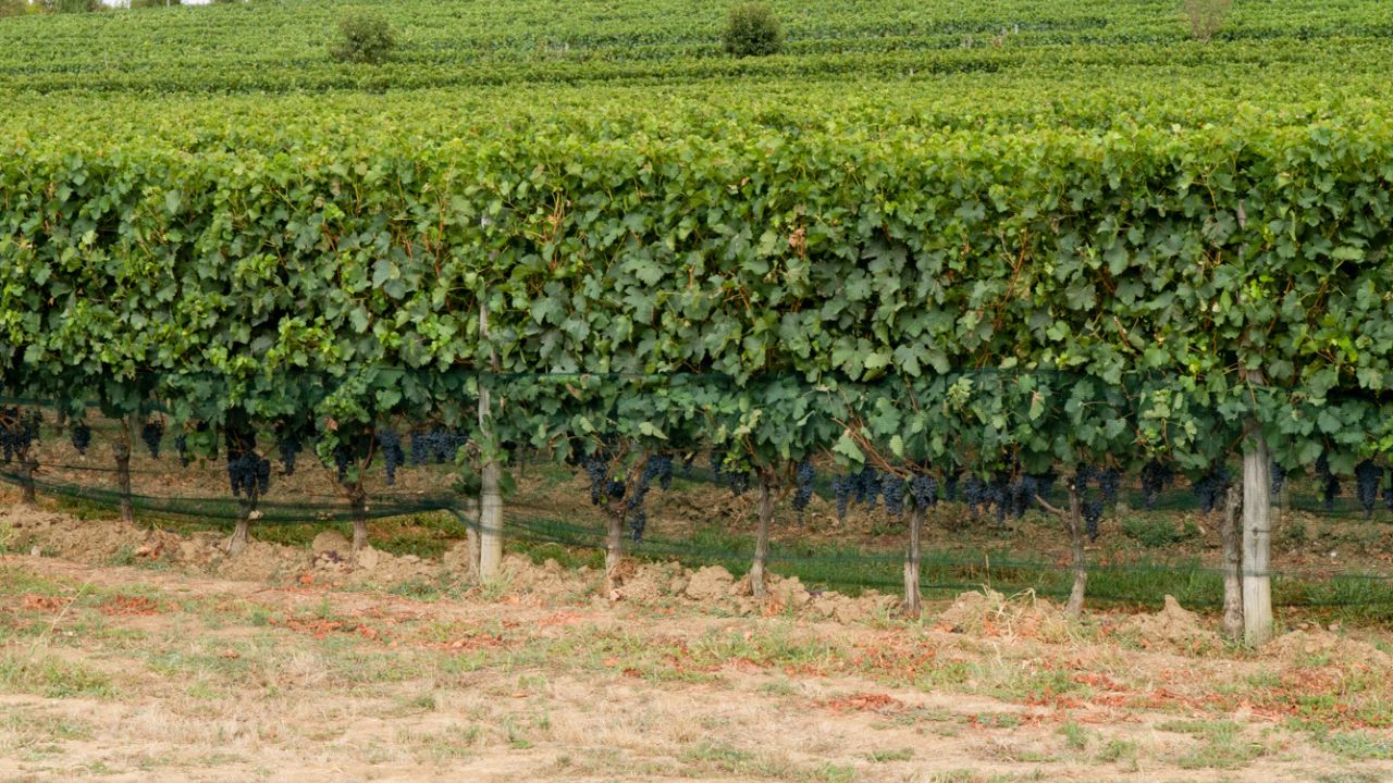 Gite in carrozza tra i vigneti, raccolta delle olive e caccia al tartufo: l’autunno magico di Cesarine