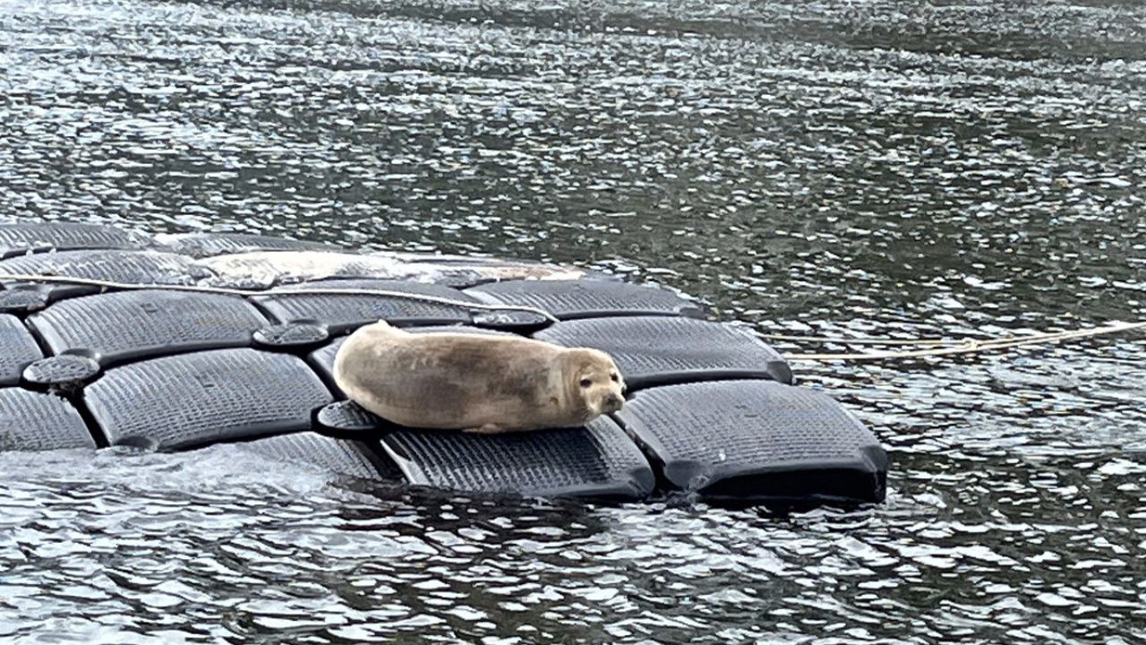 Esemplare di foca monaca nelle acque della Laguna di Venezia