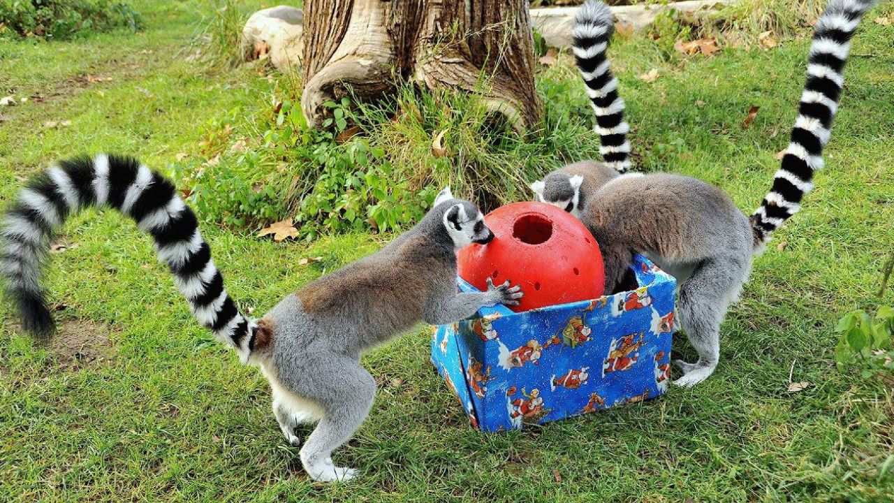 Attività natalizie e Befana dedicati alle famiglie al Bioparco di Roma