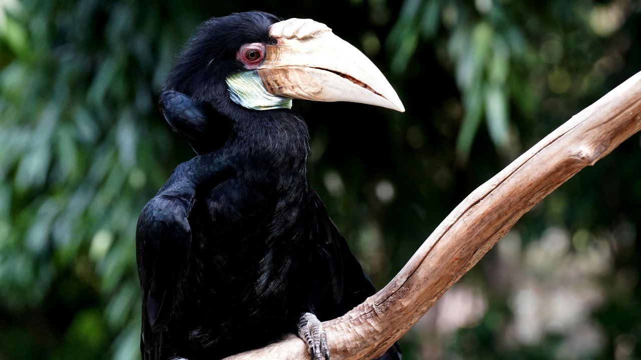 Bucero delle Sulu, uno degli uccelli più rari e minacciati del pianeta. Il caso del ritrovamento di un’esemplare nelle Filippine