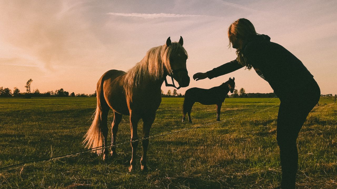 I cavalli “sentono” la paura umana: lo rivela uno studio