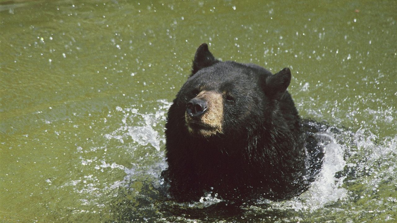 Orsa Amarena, il processo riparte da zero: rischio prescrizione