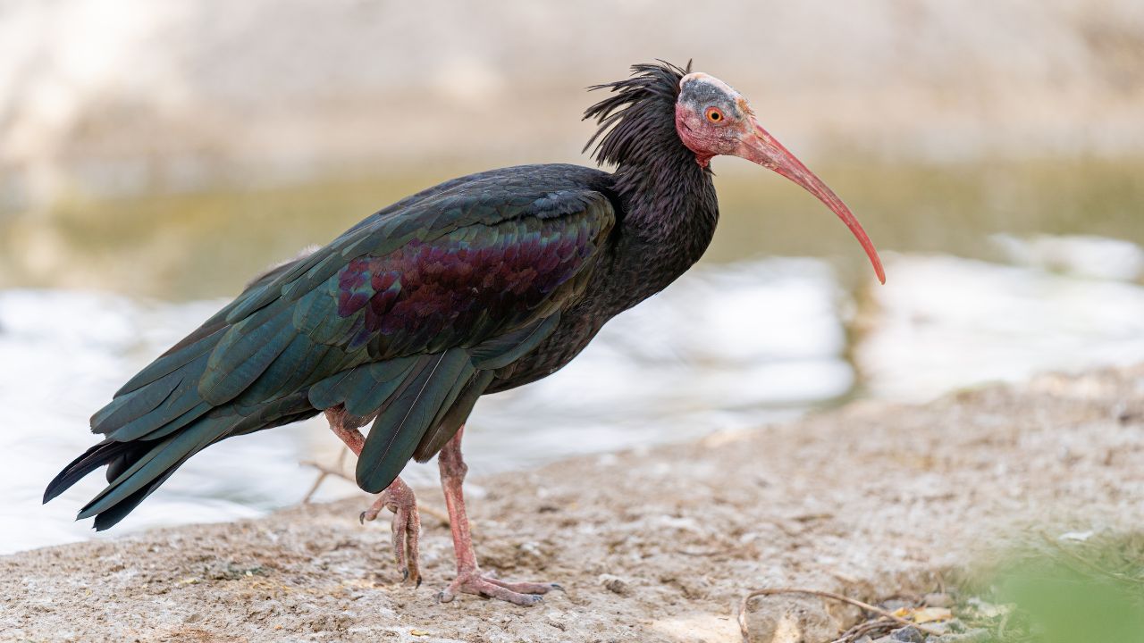 Abruzzo, avvistati due Ibis eremita: una presenza eccezionale sotto monitoraggio
