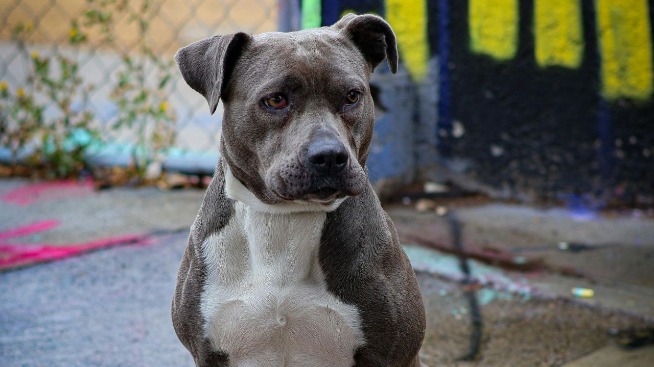 Scafati (SA): bimbo di 13 mesi aggredito dal cane di famiglia