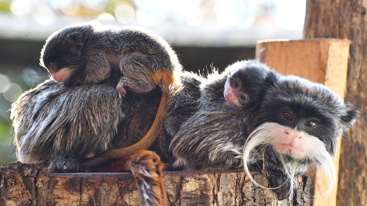 Tamarino imperatore: al Bioparco di Roma sono nati due gemelli, tra le scimmie più piccole e particolari del mondo