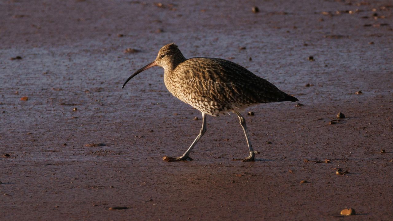 Il cambiamento climatico sugli uccelli: il caso del chiurlottello estinto