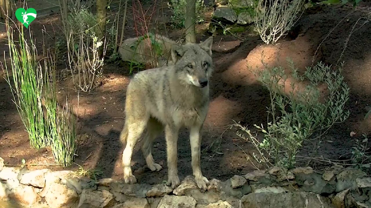 Roma ha un nuovo branco: quattro giovani lupi arrivano al Bioparco