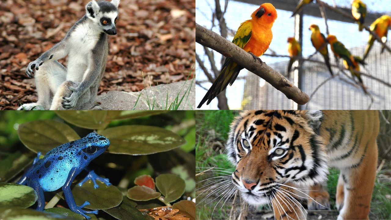 Oggi al Bioparco di Roma arriva il “Luna Park delle Foreste”: giochi e sfide per salvare il pianeta