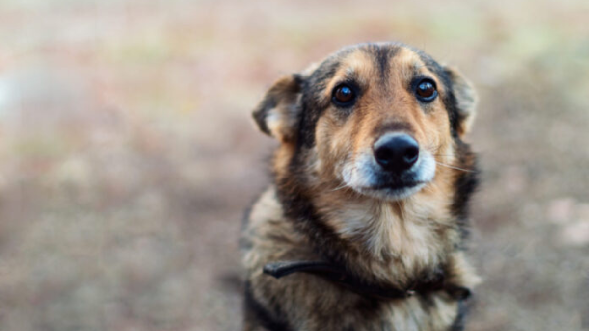 Dubai, la fuga degli stranieri lascia indietro cani e gatti: tra abbandoni, richieste di eutanasia e animali feriti, esplode il dramma nascosto della crisi