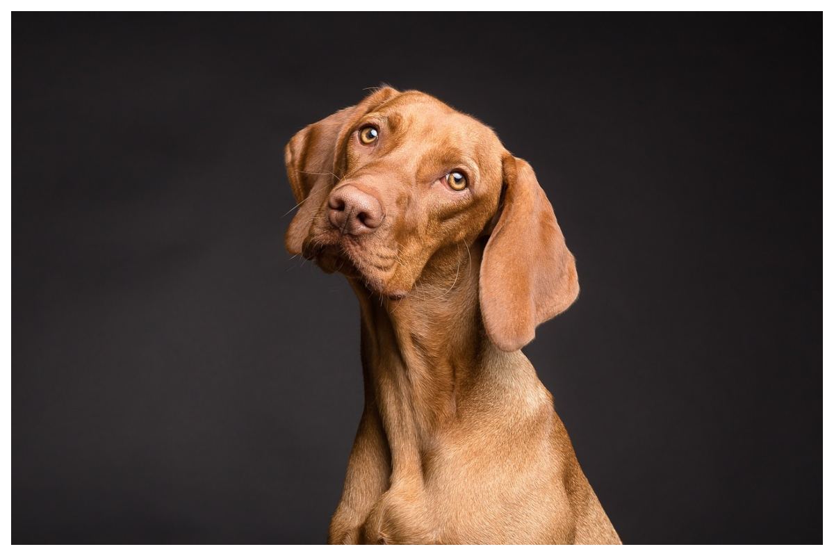 I cani capiscono davvero “sì” e “no”? La scienza spiega come interpretano la voce umana