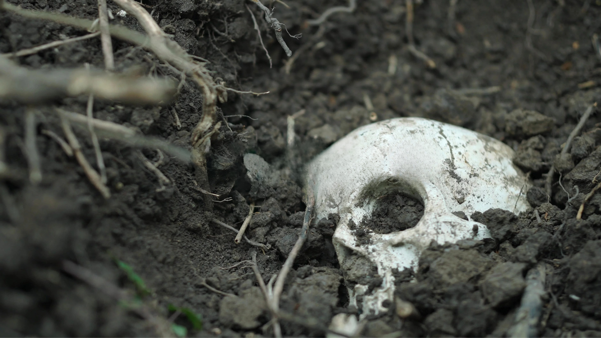 Roma, scavano sotto una pizzeria chiusa e trovano ossa umane: scattano le indagini