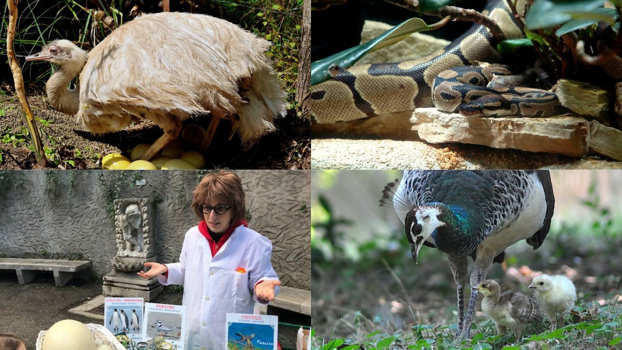 Pasqua 2026 al Bioparco di Roma: tra cacce al tesoro e uova da record