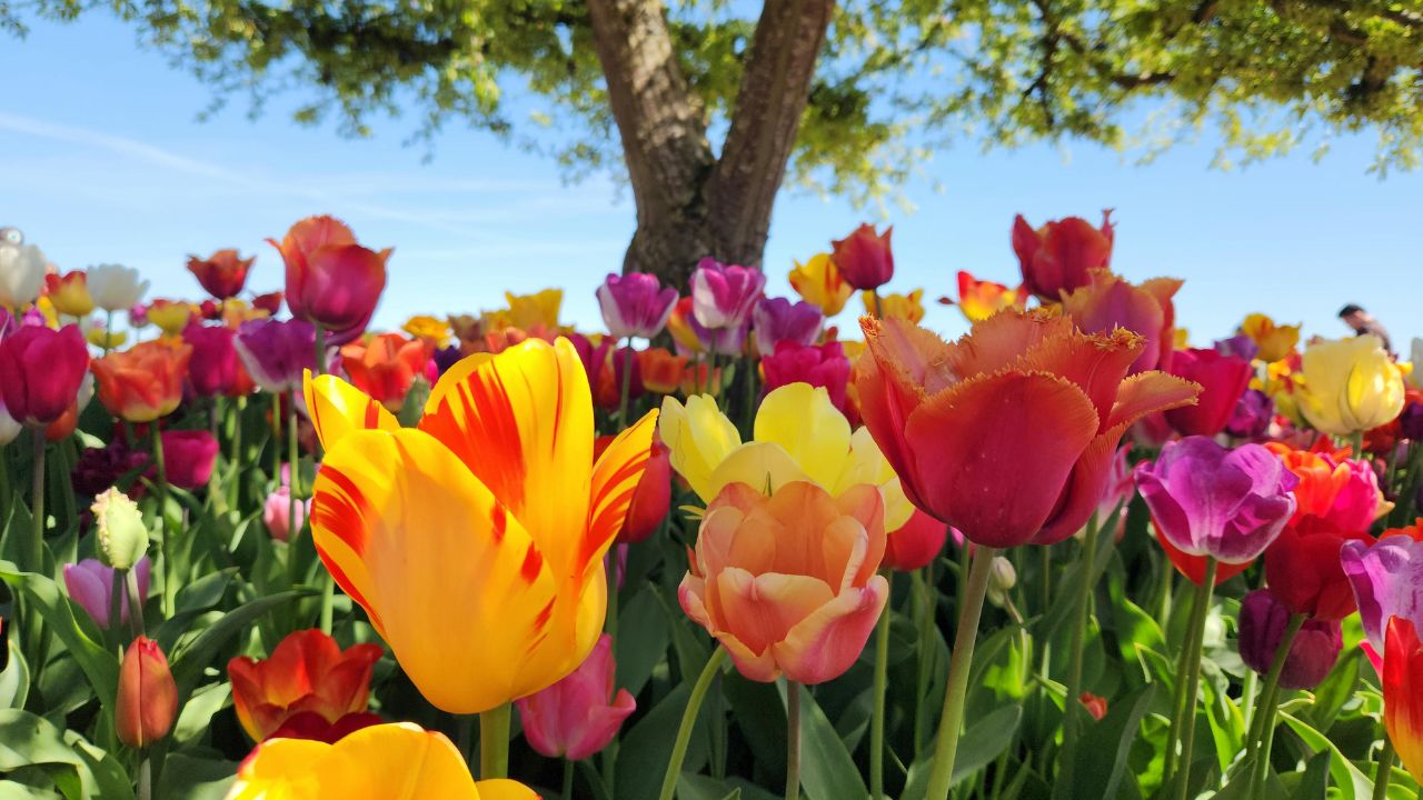 Equinozio di Primavera 2026, scatta oggi l’ora X: ecco cosa succederà alle 15:46 e cosa cambierà