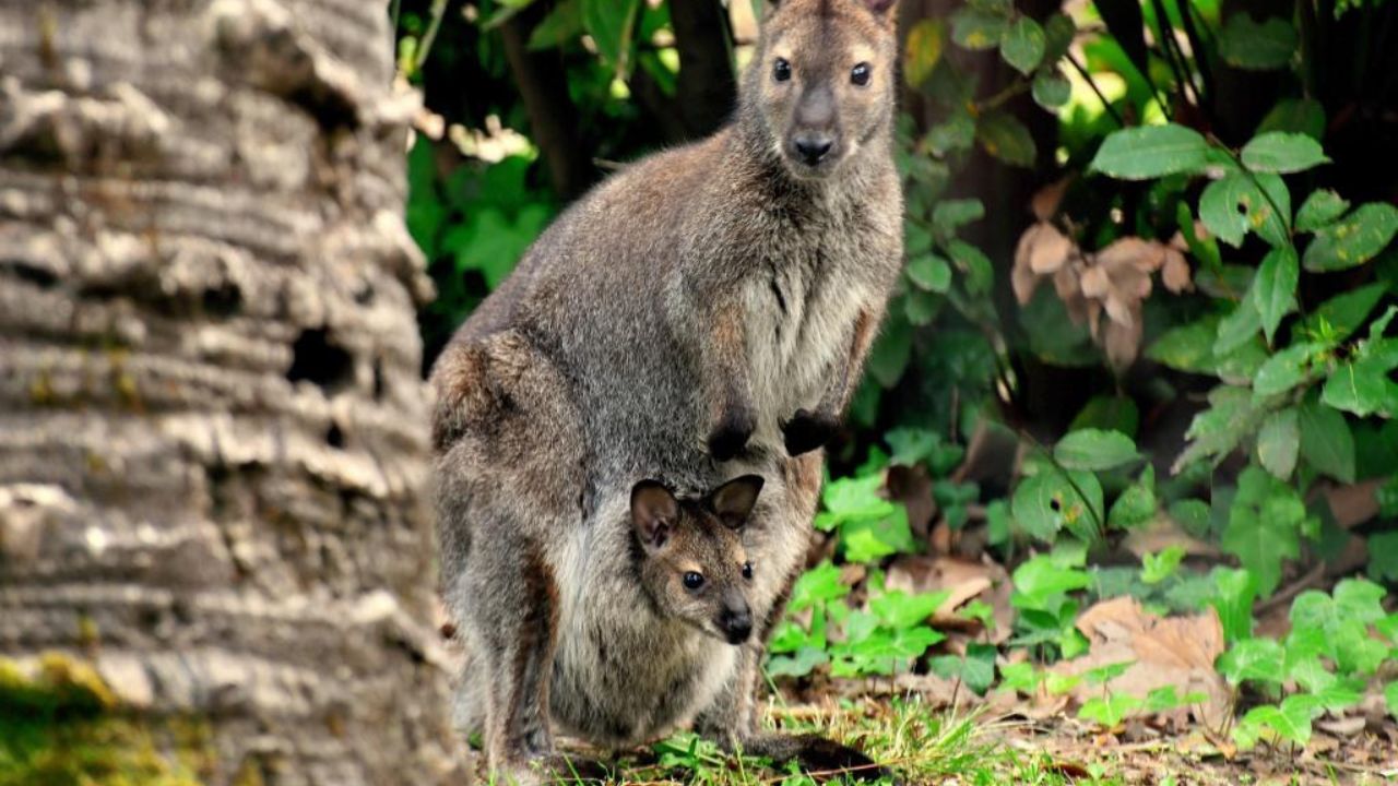 Canguro di Bennett, incredibile nascita al Bioparco di Roma