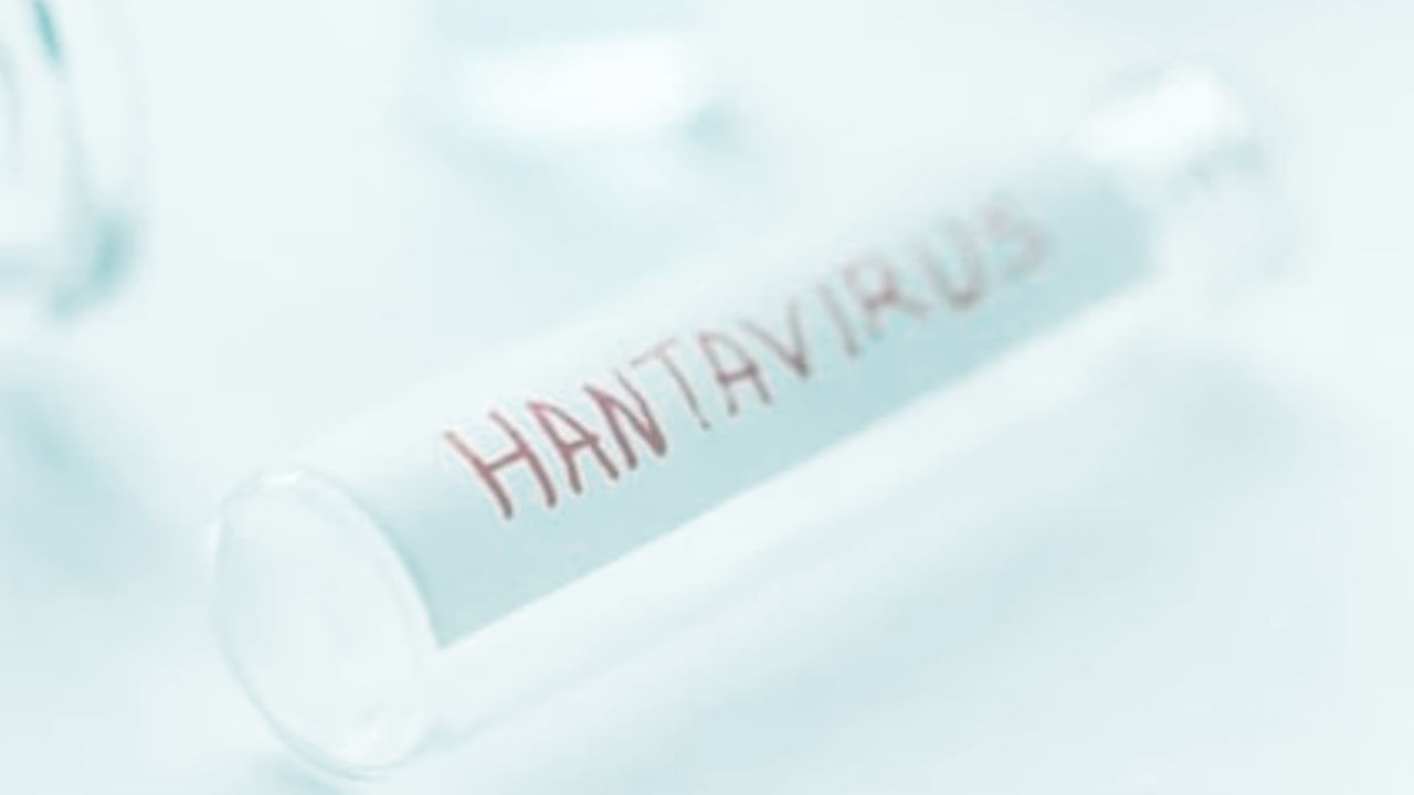 Hantavirus, paura di una nuova pandemia dopo la nave focolaio e i primi morti: Bassetti e Burioni avvertono: “Ne sentiremo parlare ancora”