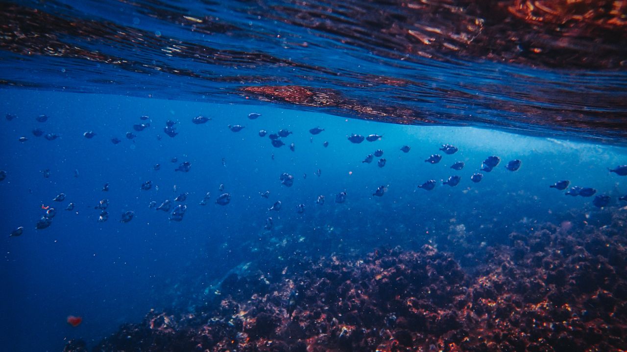 Scoperta nel mare del Salento una nuova specie marina: i ricercatori la chiamano Alberto Angela