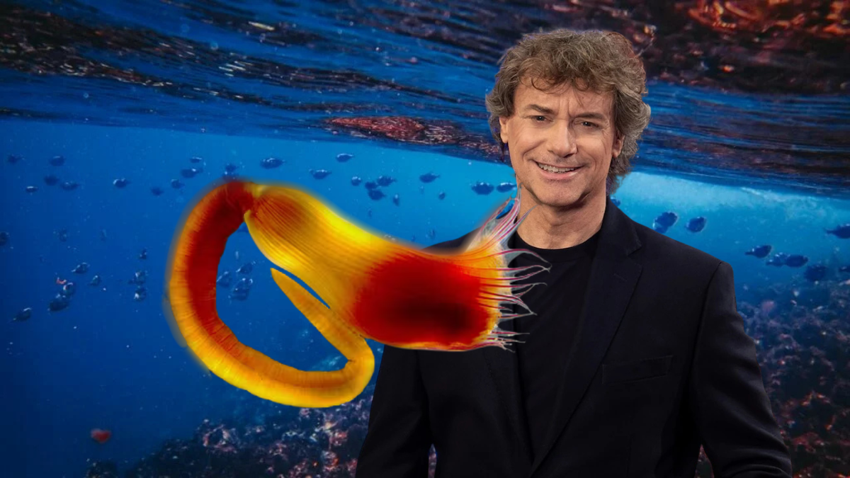 Scoperta nel mare del Salento una nuova specie marina: i ricercatori la chiamano Alberto Angela