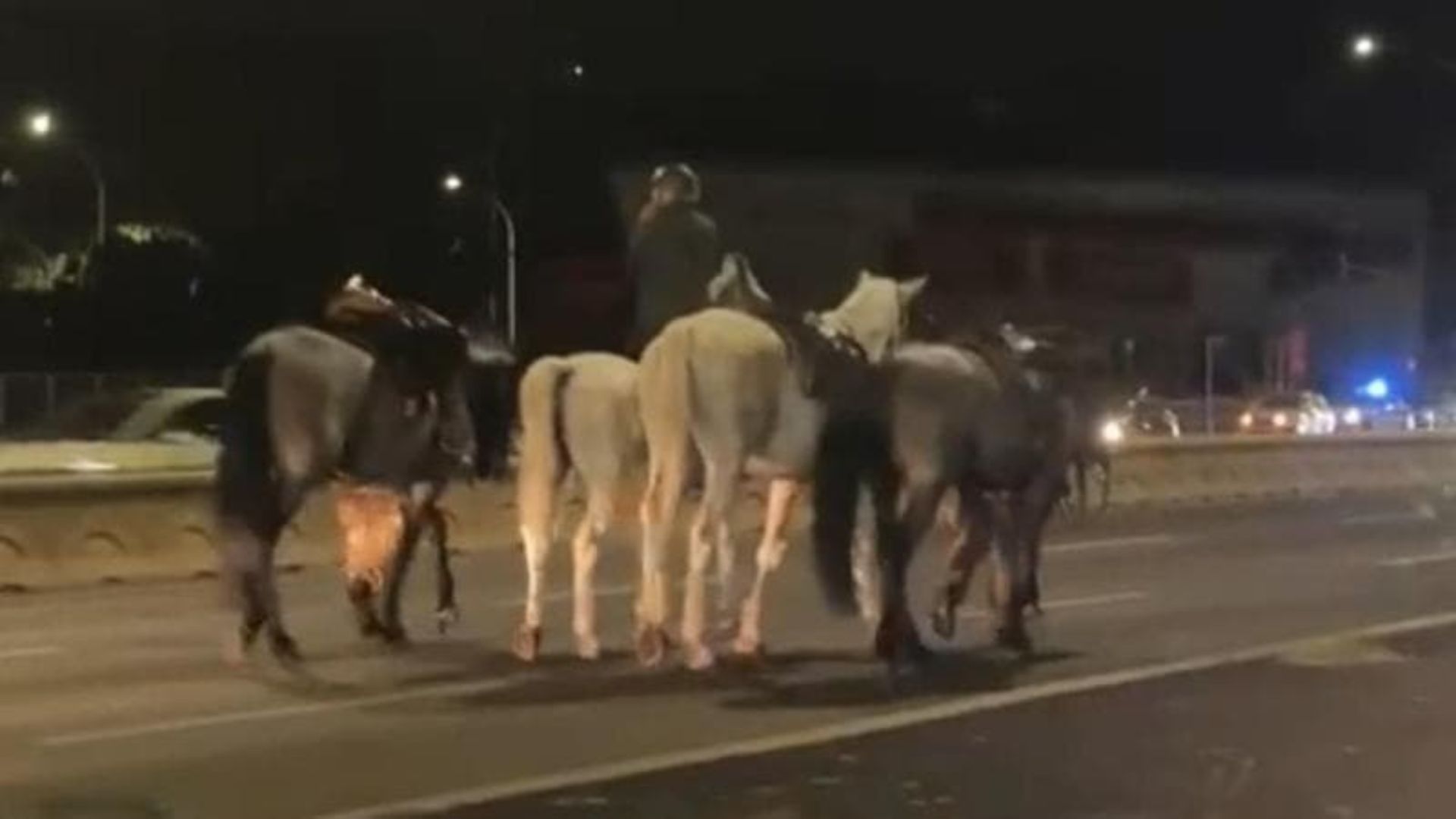 Festa della Repubblica, notte di panico: cavalli della parata scappano tra le auto. Cos’è successo? Il racconto choc di una militare