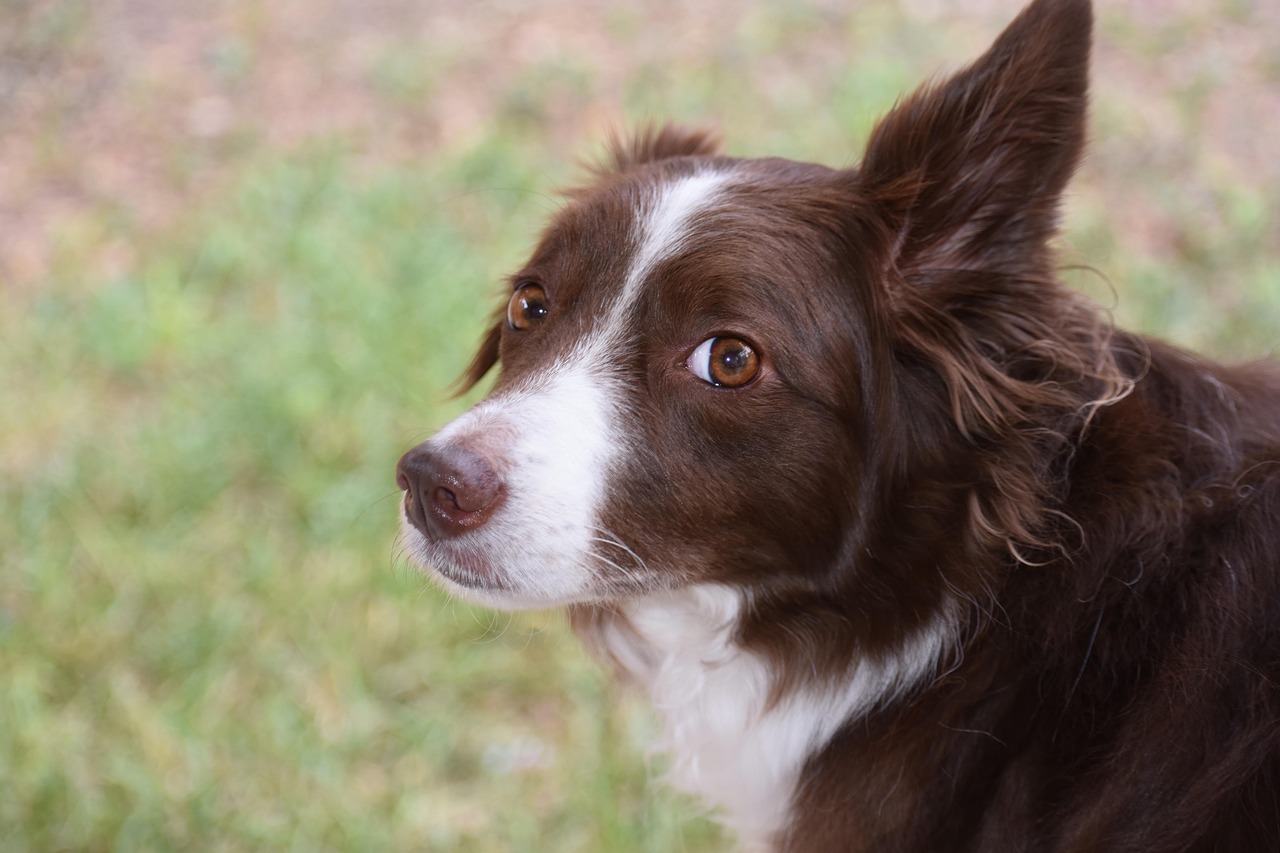 I cani ci leggono in faccia: il loro cervello distingue felicità, rabbia, paura e tristezza, anche negli sconosciuti