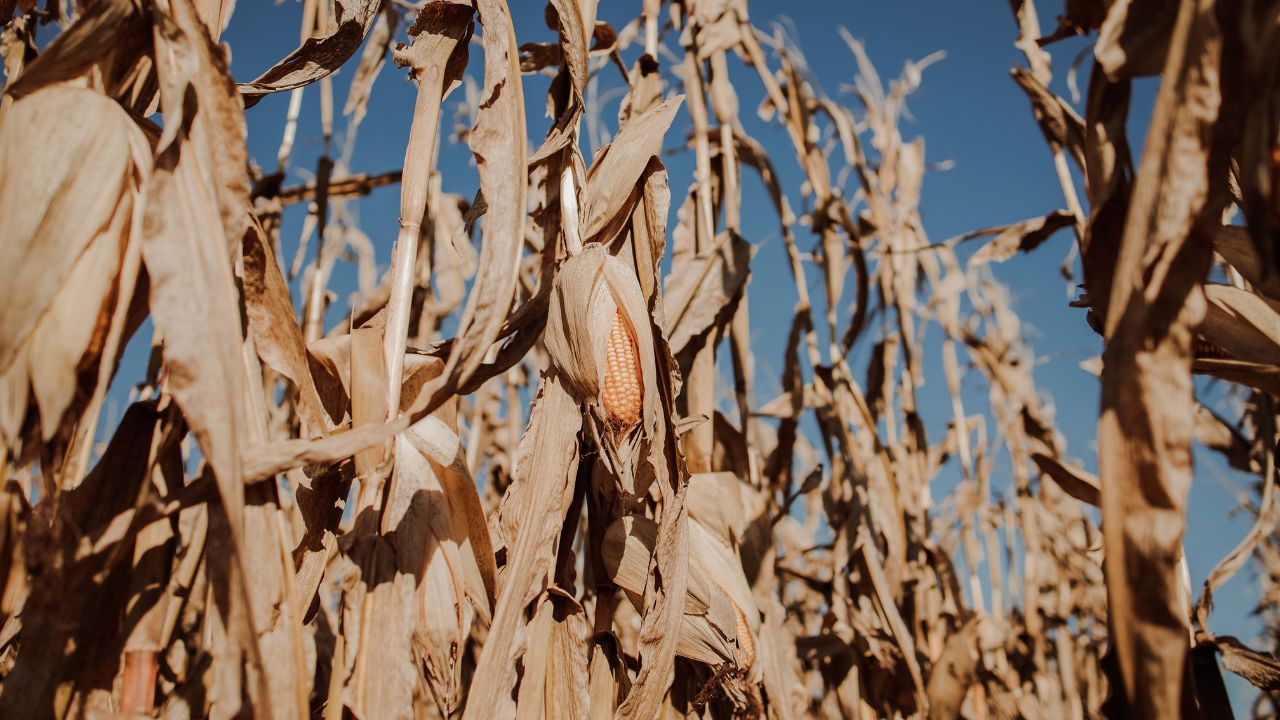 L’impatto del clima sul PIL: nel 2026 il calore estremo potrebbe azzerare la crescita economica dell’Unione europea, l’Italia è tra i Paesi più a rischio