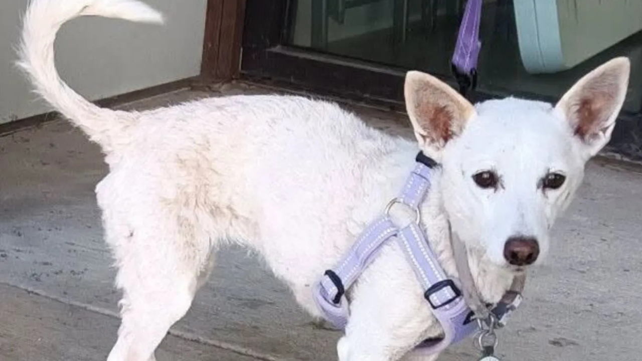 Ritrovata dopo un mese a Yellowstone: l’incredibile storia della cagnolina Luna