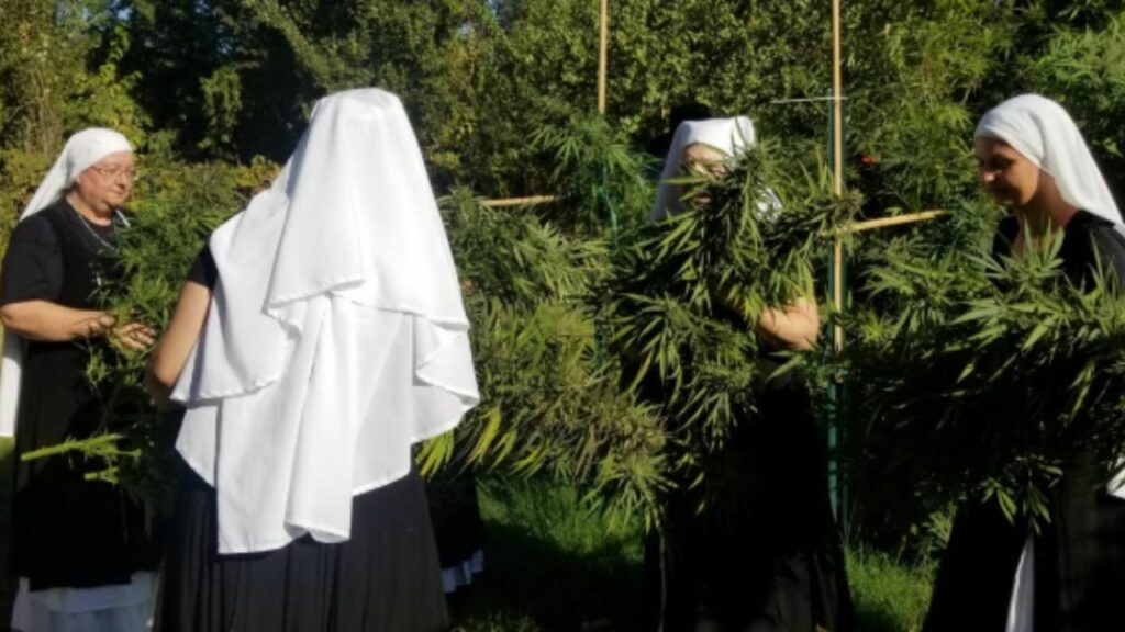 Sisters of Valley, coltivazioni di Marijuana