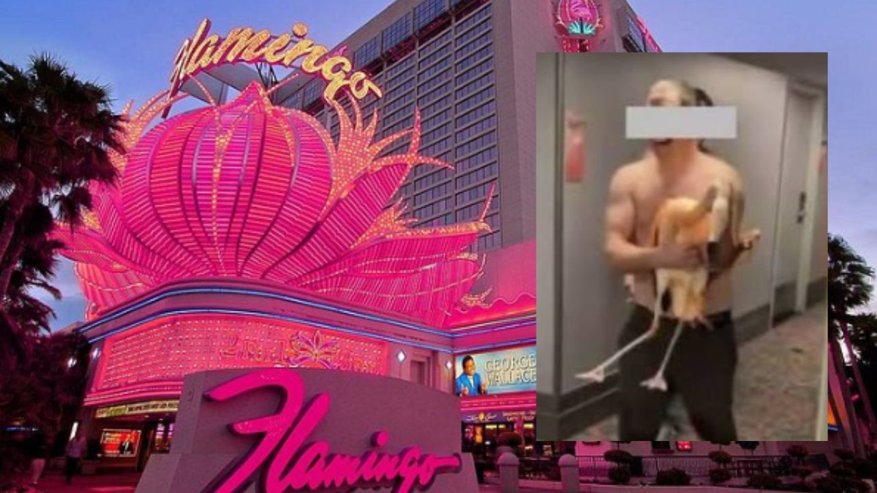Las Vegas, turista trascina un fenicottero nella camera d’hotel: rischia oltre 4 anni di carcere
