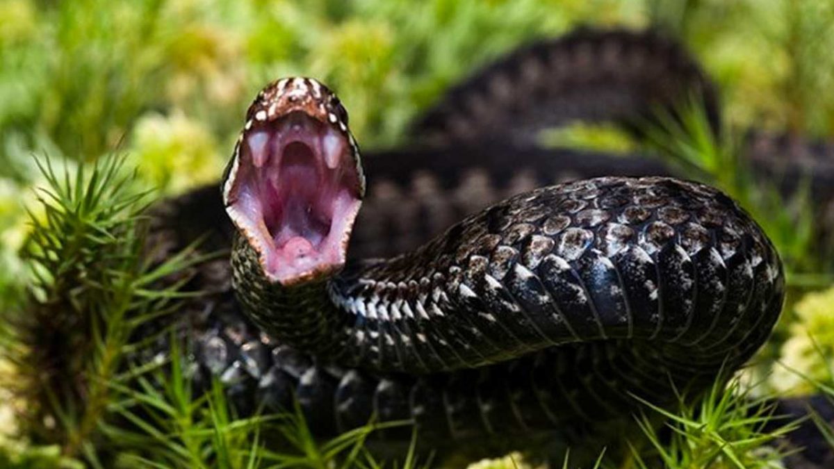 Vipera nascosta nello zaino lo morde al collo: 50enne rischia di morire durante l’escursione, salvato in extremis